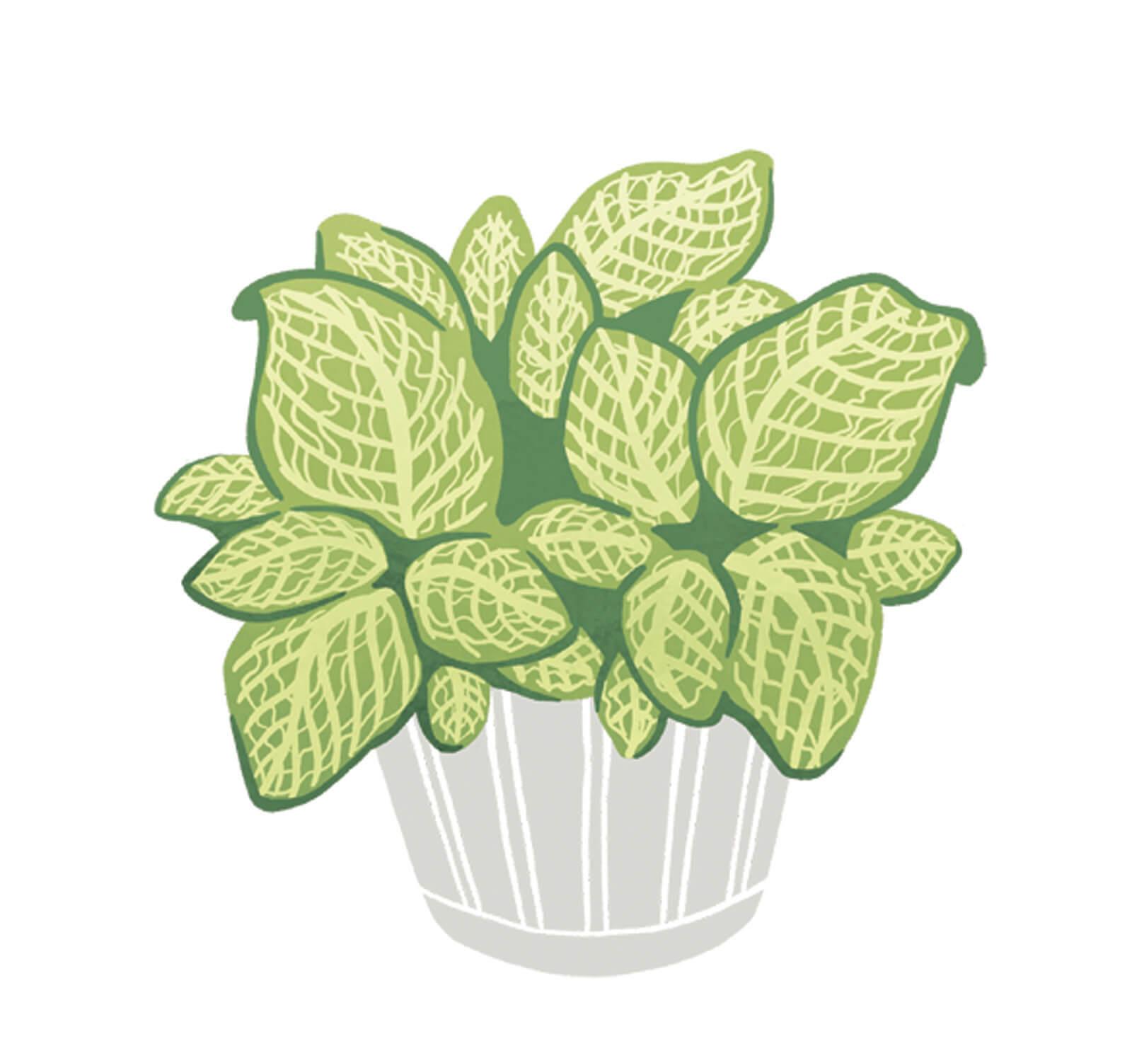 fittonia.jpg#asset:96066