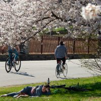 Flowering Tree Trails of Baltimore