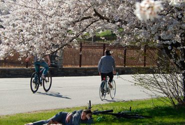 Flowering Tree Trails of Baltimore