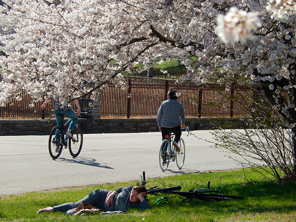 Flowering Tree Trails of Baltimore