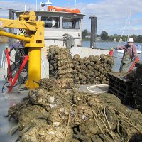 Great Baltimore Oyster Partnership