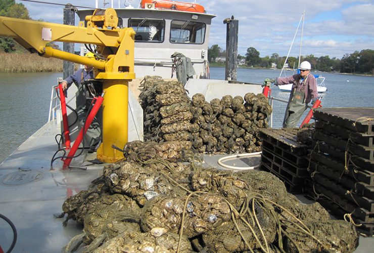 Great Baltimore Oyster Partnership