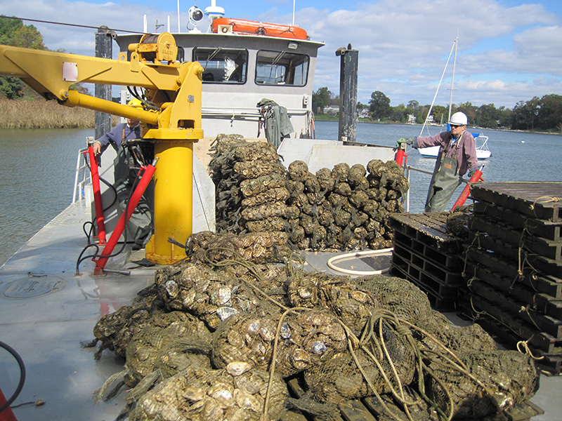 Great Baltimore Oyster Partnership