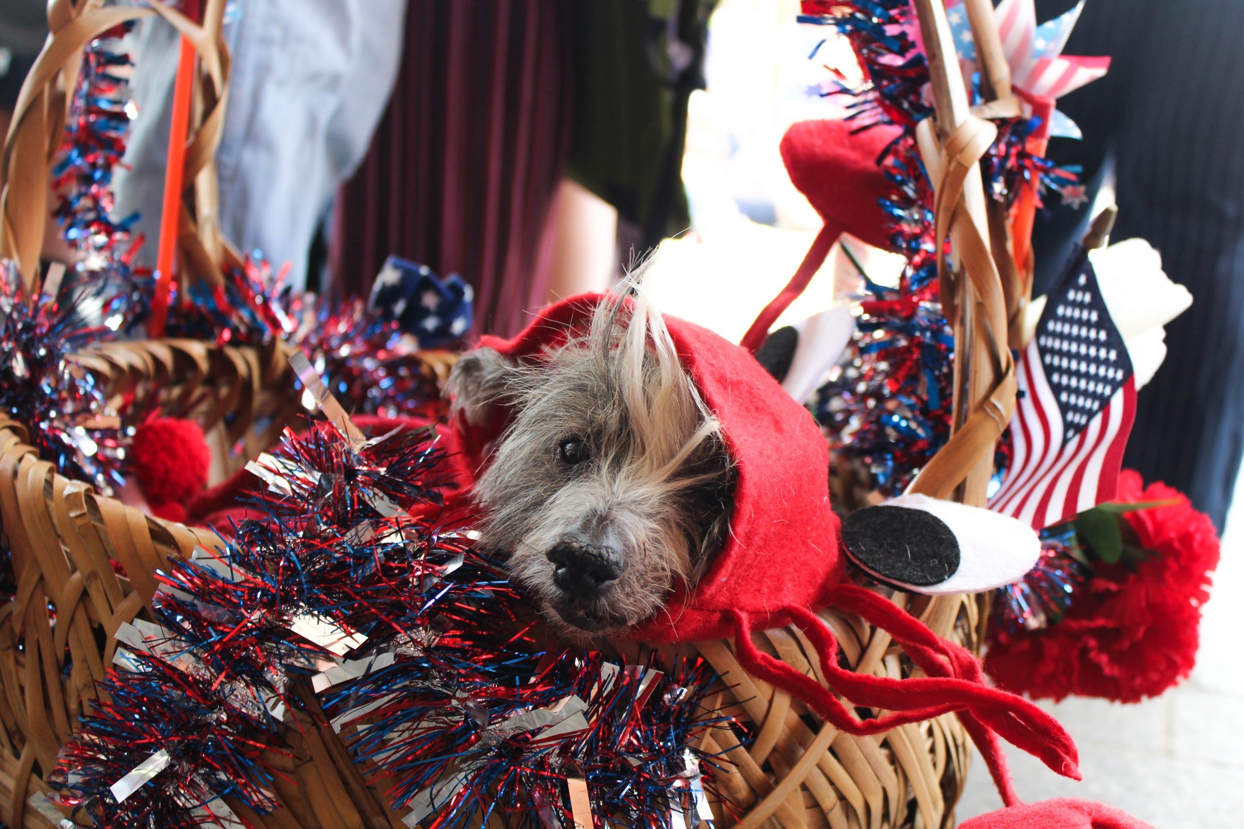 AVAM July 4th Pet Parade Baltimore Magazine