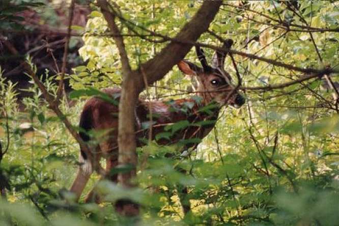 Leakin Park deer Leakin Park deer