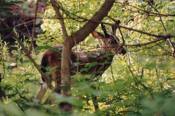 Leakin Park deer