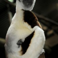 lemur