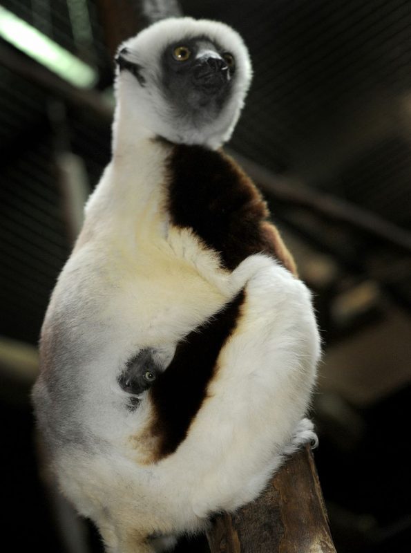 lemur