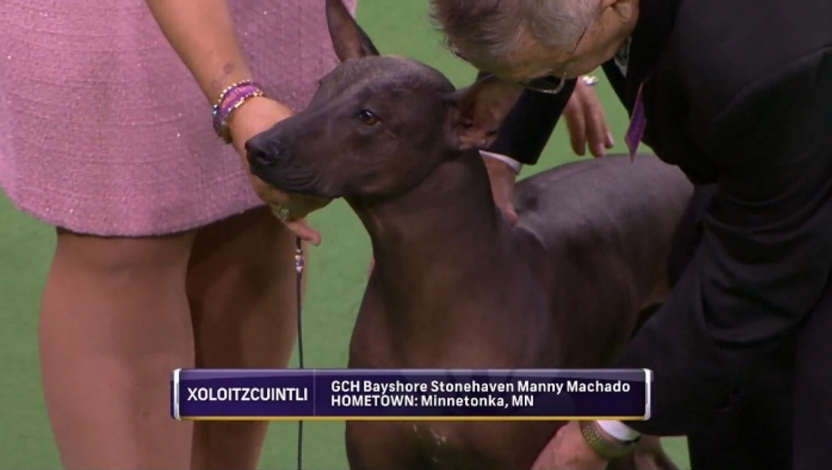 Manny Manchado dog show