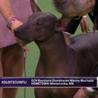 Manny Manchado dog show