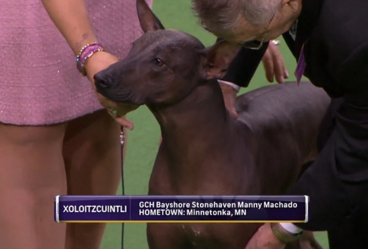 Manny Manchado dog show