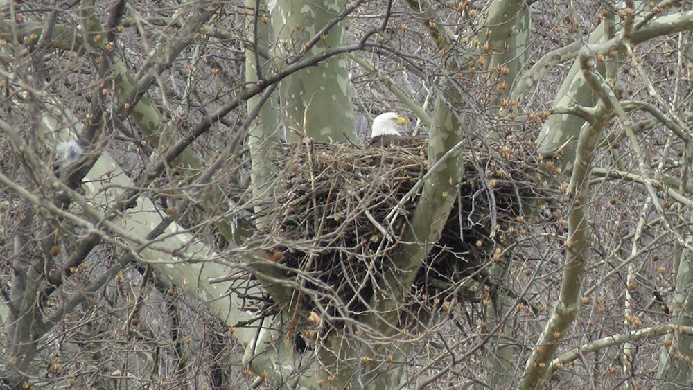 Tim Carney/Maryland Environmental Service.
