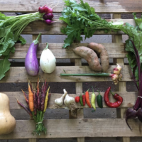 Moon Valley Csa