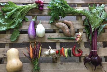 Moon Valley Csa