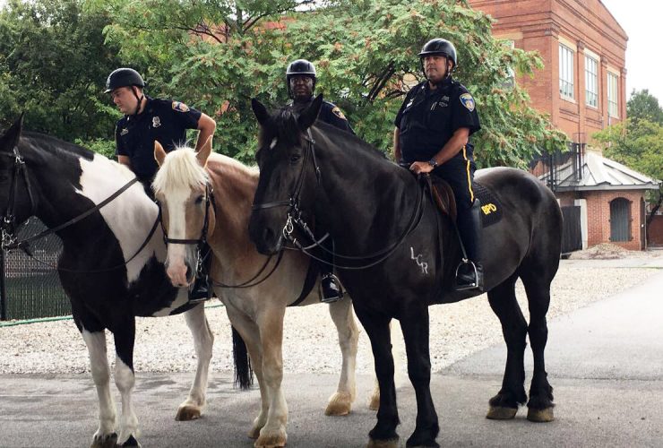 Mounted Unit Horses