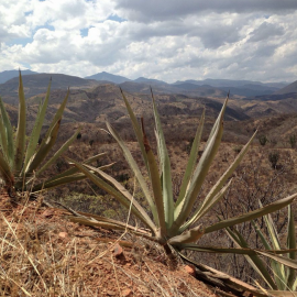 Oaxaca2