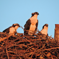 Osprey2