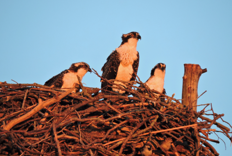 Osprey2