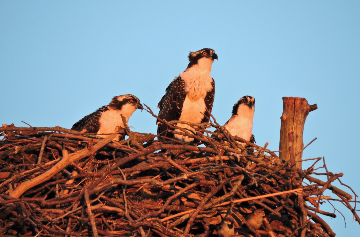 Osprey2