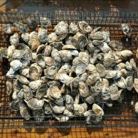 oysters-weekend-lineup