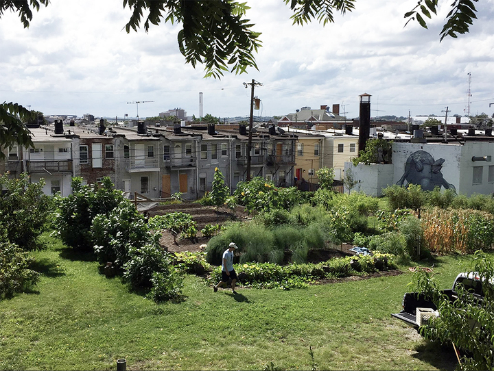 Pigtown Community Garden 720