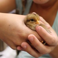 Redland Farm Chicken