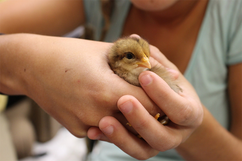 Redland Farm Chicken