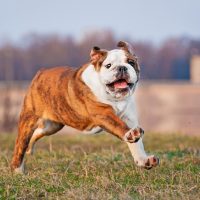 Running Bulldog