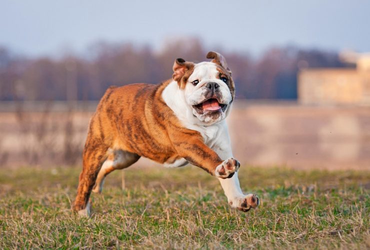 Running Bulldog