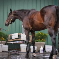 Satire Gets A Bath