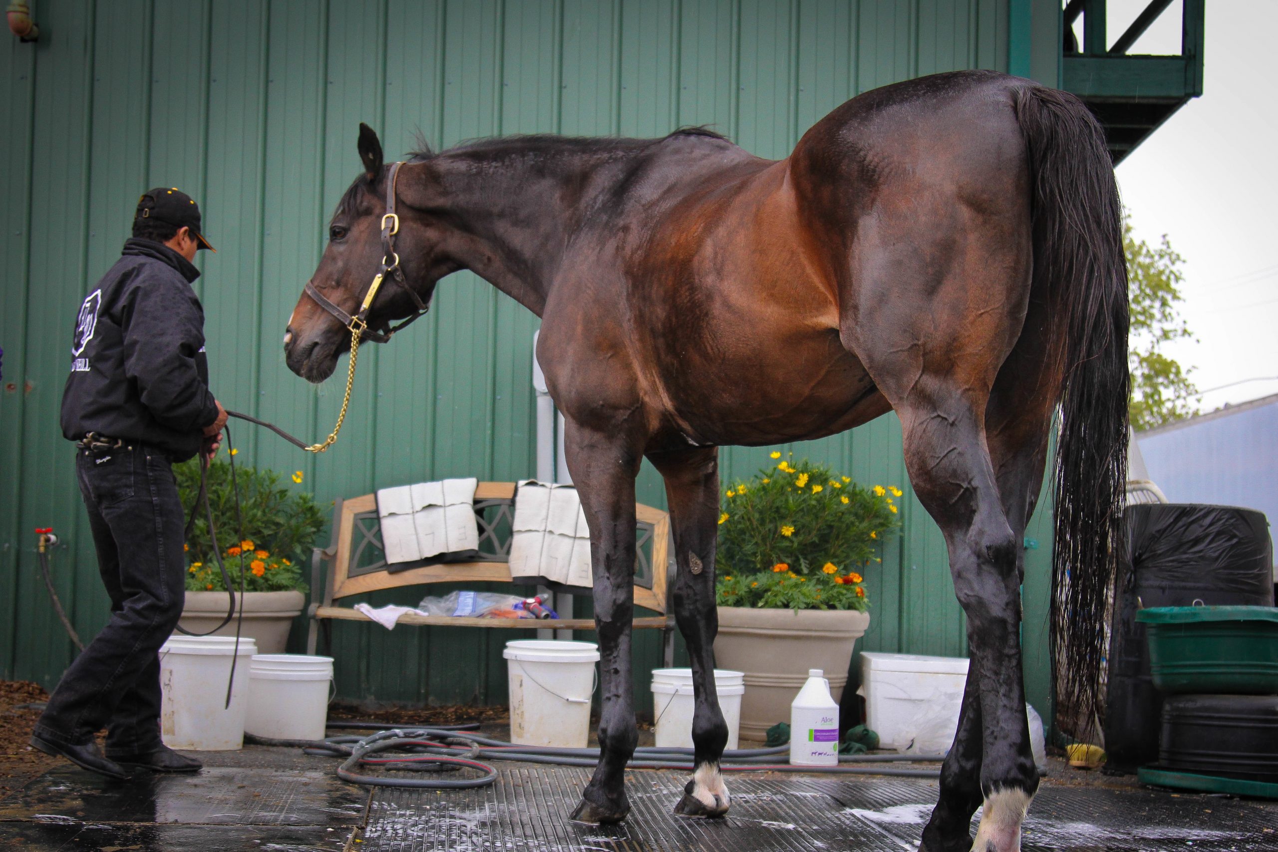 Satire Gets A Bath Satire Gets A Bath
