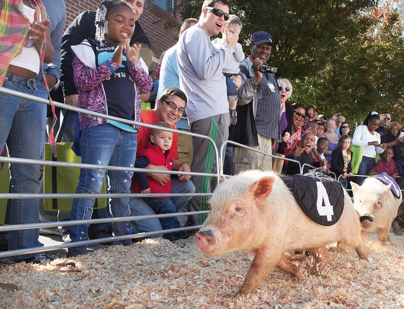 Video Pigtown Festival’s ‘Running of the Pigs’ Baltimore Magazine