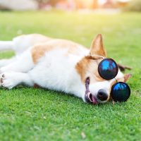 shutterstock 185715143