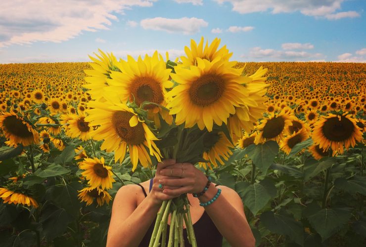 Sunflowers3