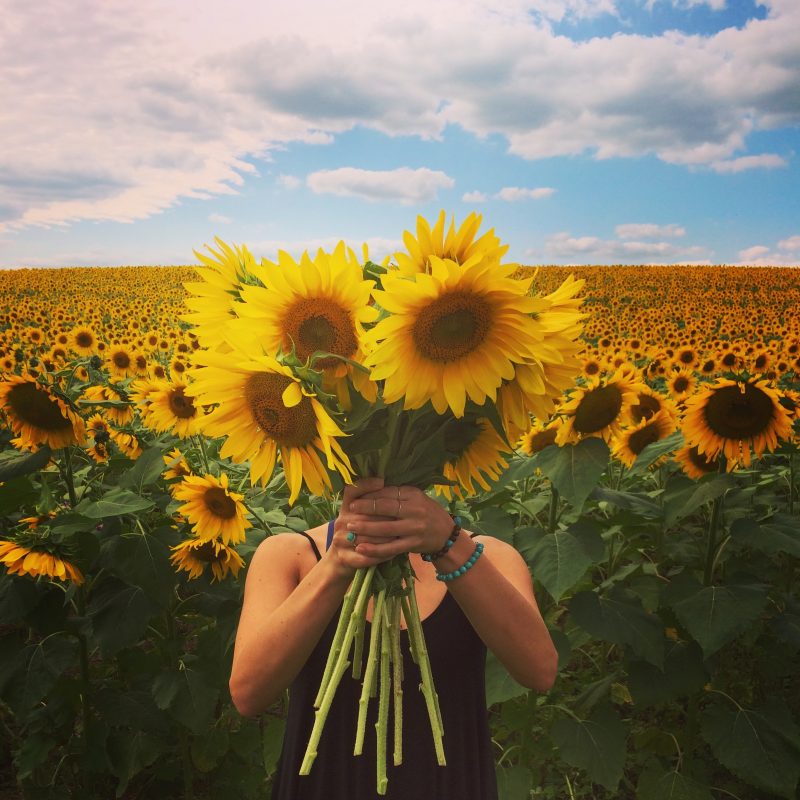 Sunflowers3