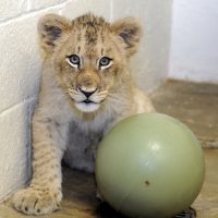 UhPzIllbr1PfSmknohD2k1i pfByutba4fY0VUaWUuQ 0