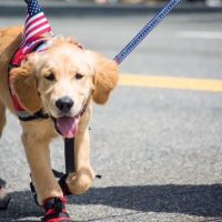 WL Memorial Day Parade Dog