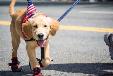 WL Memorial Day Parade Dog