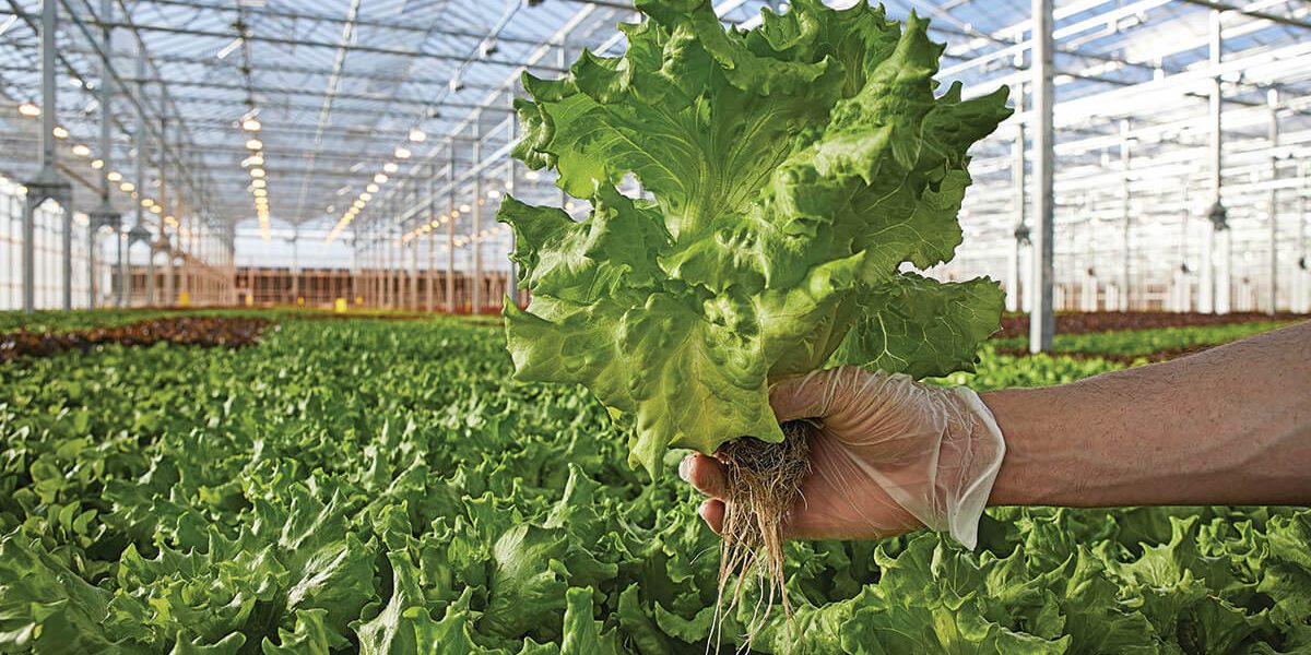 Indoor Farming