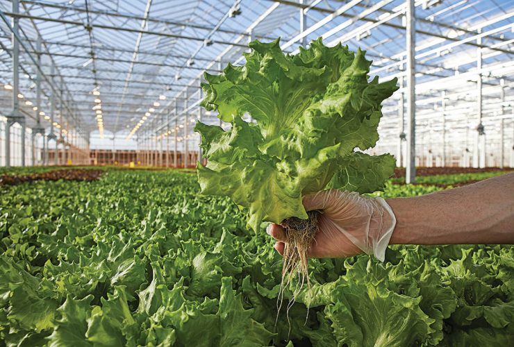 Indoor Farming