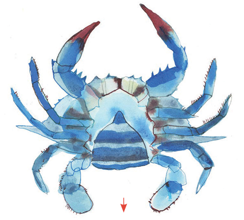 Female Crab: Sook