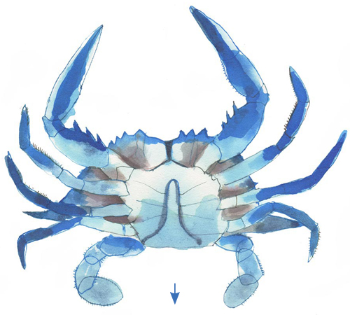 Male Crab: Jimmy