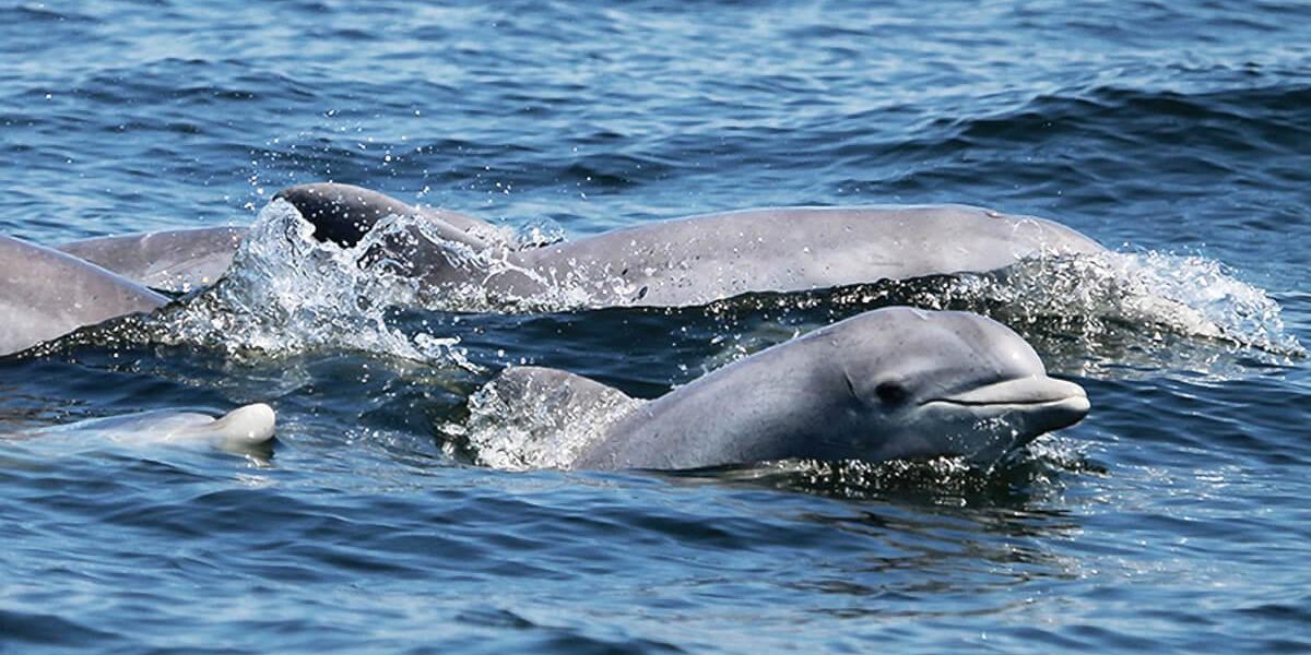 Large Baby Dolphin 2 Resized Cmyk