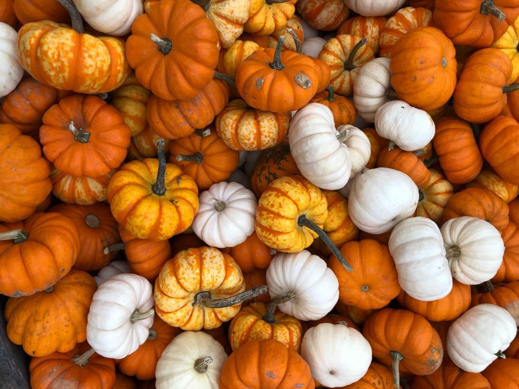 Pumpkin Patches, Orchards, and Farms to Enjoy Safe Family Fun This Fall