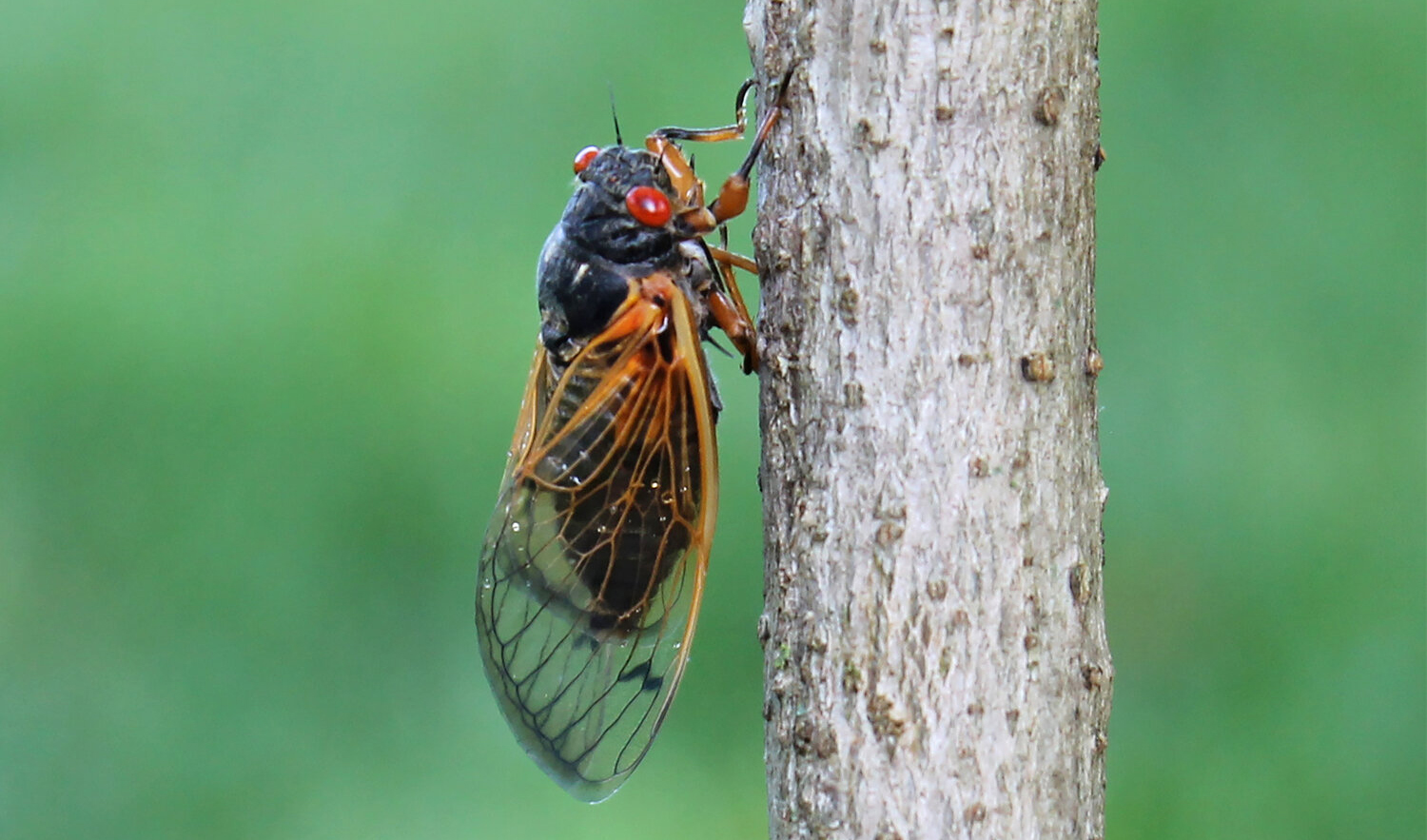 The Great Cicada Invasion Returns to Maryland