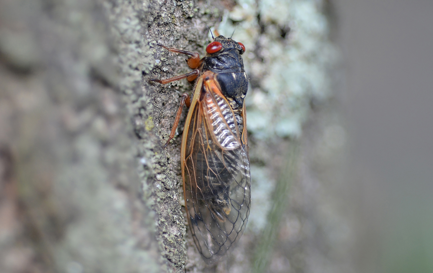 RauppCicadaCrop