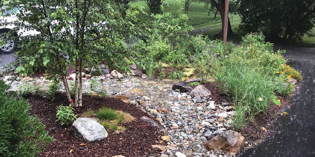 Everything You Need to Know About Building a Rain Garden