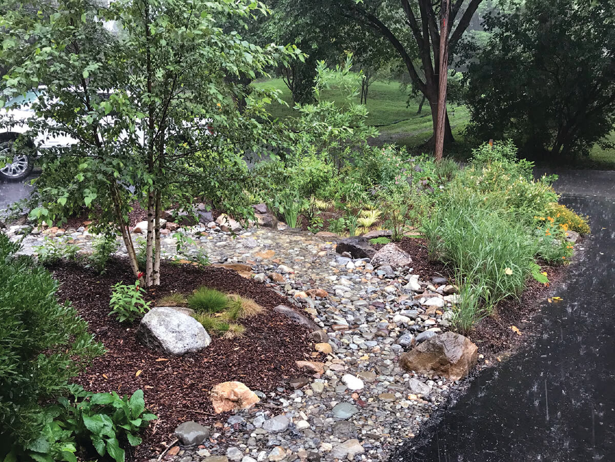 Everything You Need to Know About Building a Rain Garden