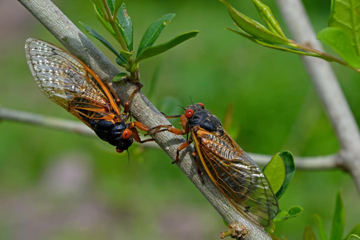 Two Brood X periodical cicadas on a tree branch