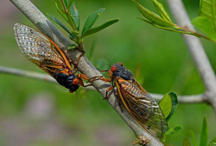 Two Brood X periodical cicadas on a tree branch